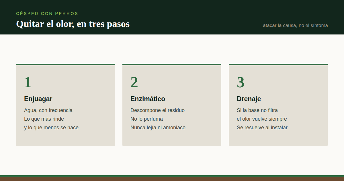 Cómo quitar el olor a orina del césped artificial (y evitar que vuelva)